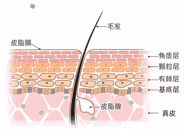 怎么去黑头和毛孔粗大（收缩毛孔去黑头最佳方法）