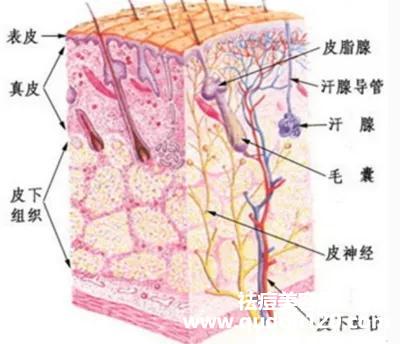 皮肤的修复周期是多久（皮肤几天一个修复周期）