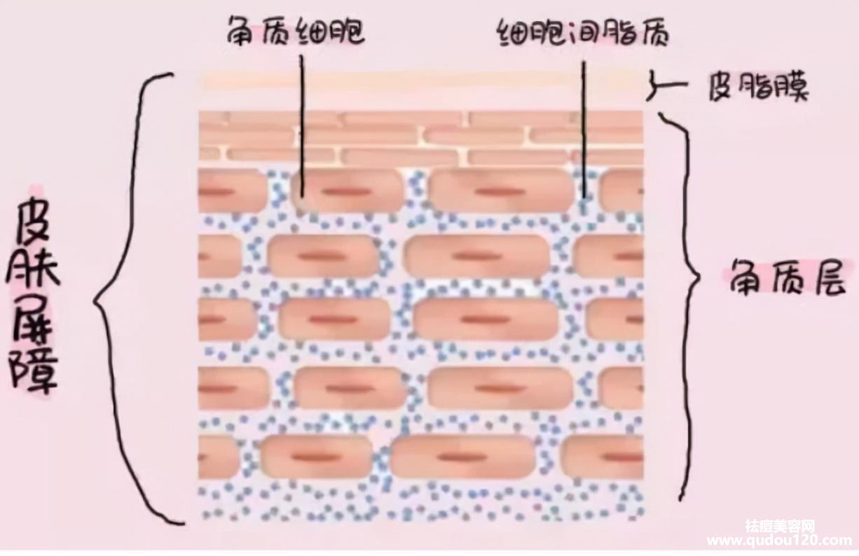 如何修复皮肤角质层（皮肤的角质层受损要怎样修复）