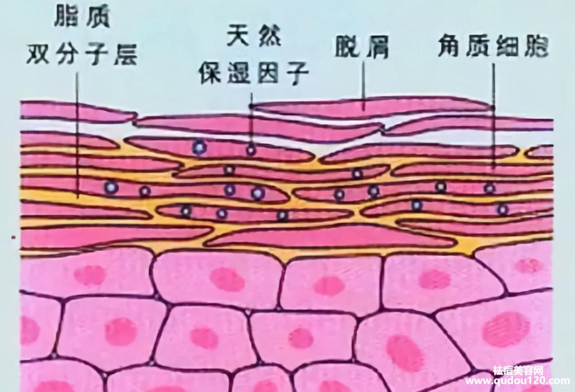 如何修复皮肤角质层（皮肤的角质层受损要怎样修复）