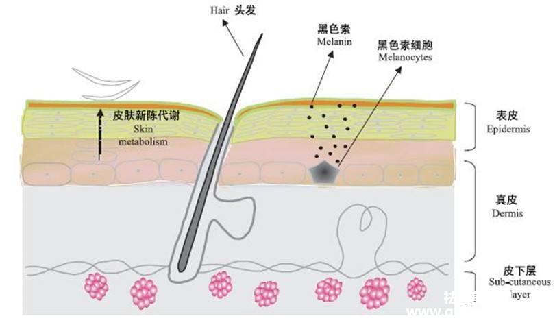 长斑长痘的危害（脸上长痘长斑是什么原因引起的）