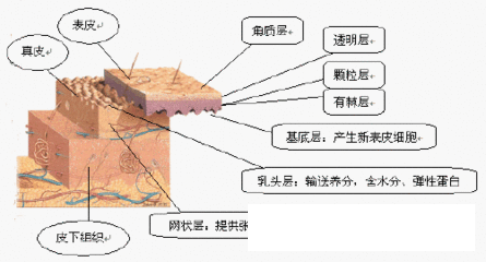 皮肤的修复周期是多久（皮肤几天一个修复周期）