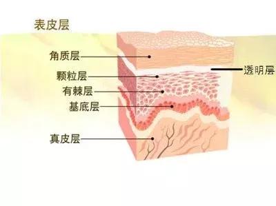 皮肤的修复周期是多久（皮肤几天一个修复周期）