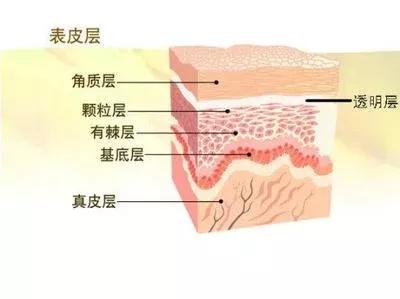 皮肤的修复周期是多久（皮肤几天一个修复周期）